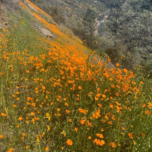 Meet your Posher, Laura - Picture 1 of 1